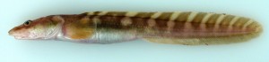 An Eel Pout